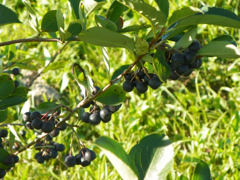 aronia melanocarpa Nero - Dobarland 2017 2