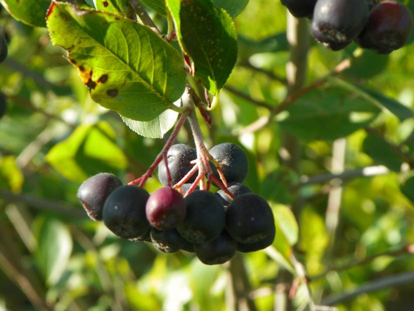 aronia melanocarpa Nero - Dobarland 2017 2