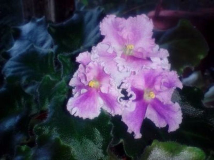 rosie ruffles - 01 frunze violete- nelyp