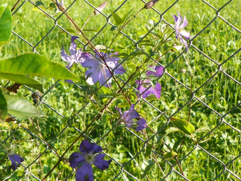 clematis Prince Charles - Dobarland 2017 2