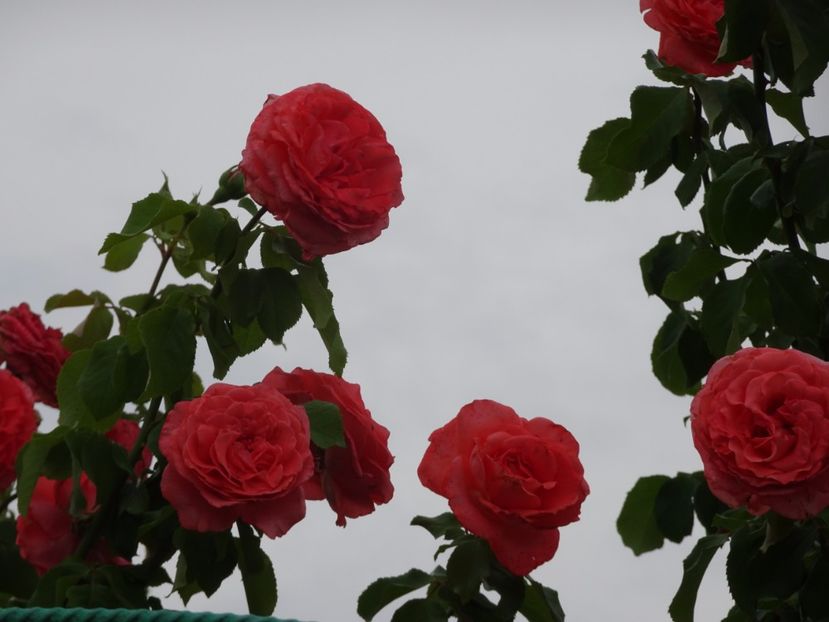 Dee Dee Bridgewater 3 aug - URCATORI LA A DOUA INFLORIRE SI DUPA