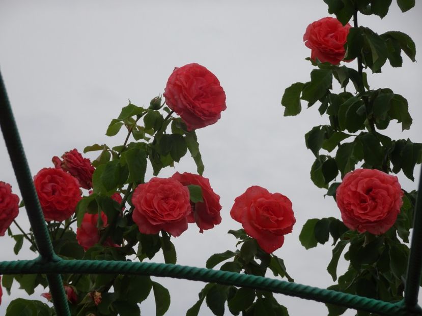 Dee Dee Bridgewater 3 aug - URCATORI LA A DOUA INFLORIRE SI DUPA