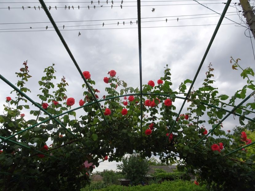 Dee Dee Bridgewater 3 aug - URCATORI LA A DOUA INFLORIRE SI DUPA