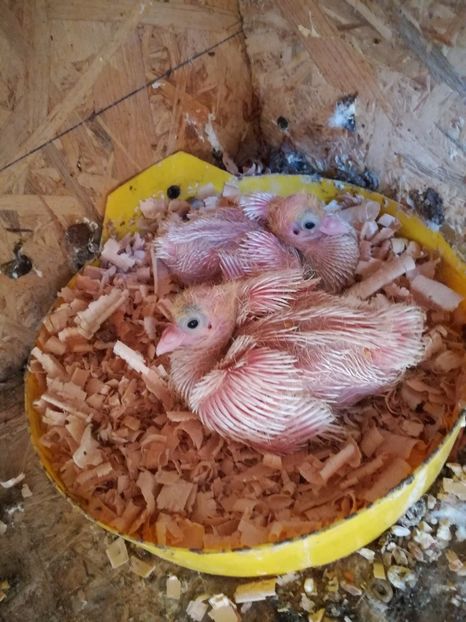  - Pui siberieni 2017