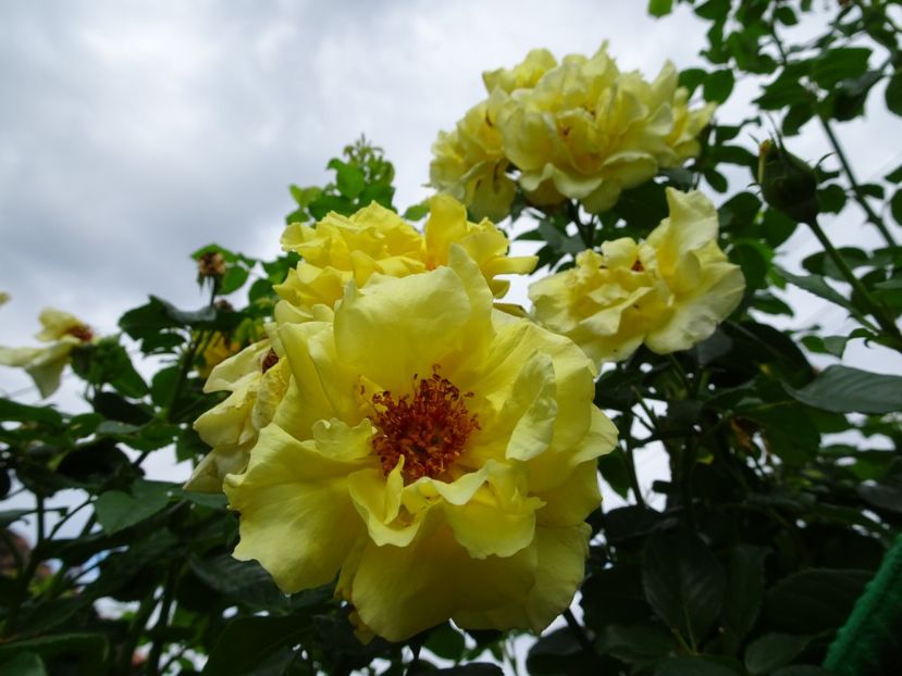 Golden Gate 3 aug - URCATORI LA A DOUA INFLORIRE SI DUPA