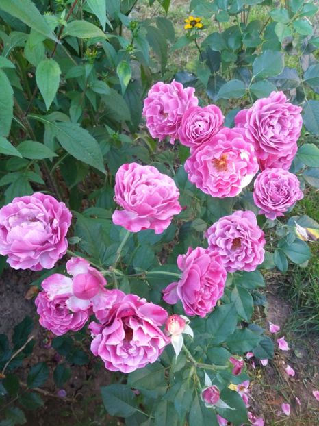  - Wild Blue Yonder Rose 1