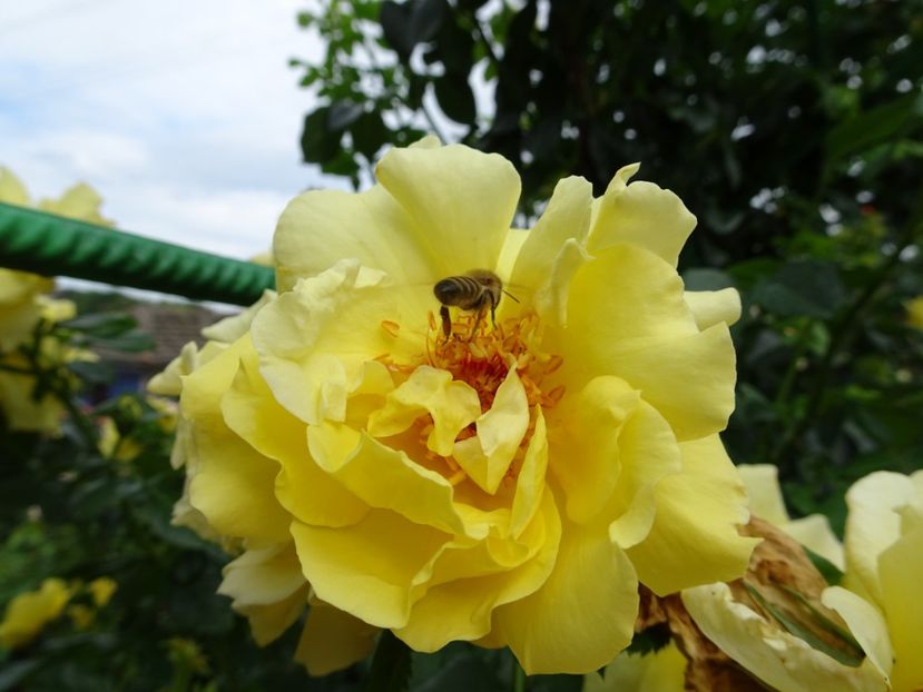 Golden Gate 3 aug - URCATORI LA A DOUA INFLORIRE SI DUPA