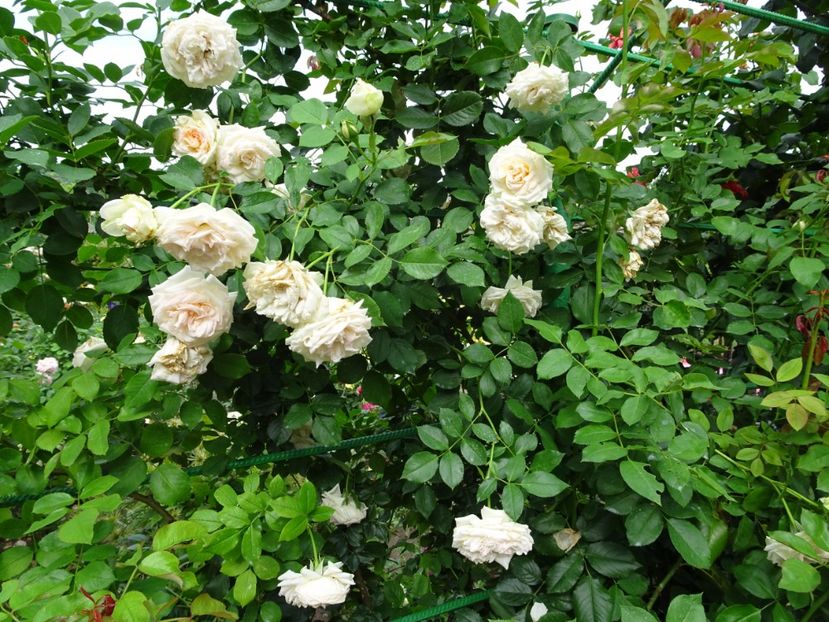 Palais Royale 3 aug - URCATORI LA A DOUA INFLORIRE SI DUPA