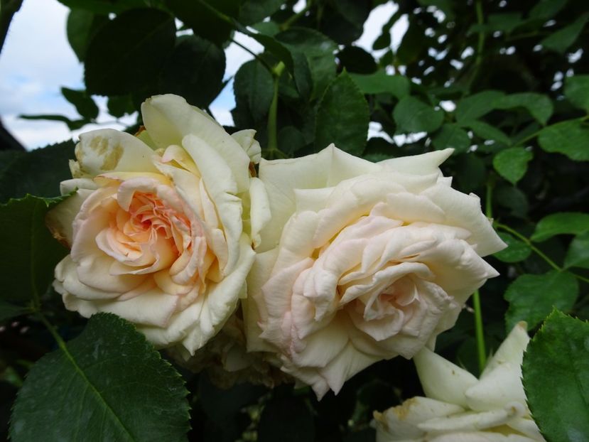 Palais Royale 3 aug - URCATORI LA A DOUA INFLORIRE SI DUPA