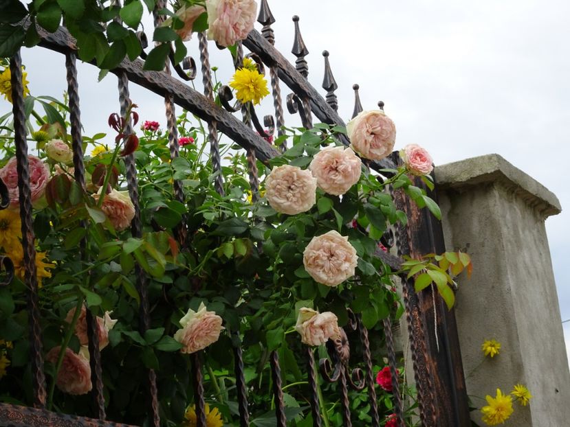 Eden Rose 3 aug - URCATORI LA A DOUA INFLORIRE SI DUPA