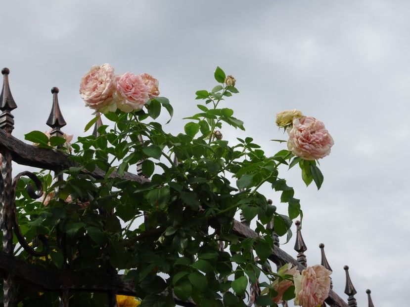 Eden Rose 3 aug - URCATORI LA A DOUA INFLORIRE SI DUPA