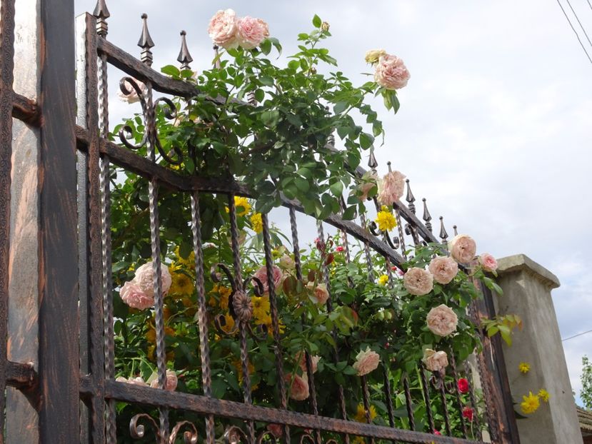 Eden Rose 3 aug - URCATORI LA A DOUA INFLORIRE SI DUPA