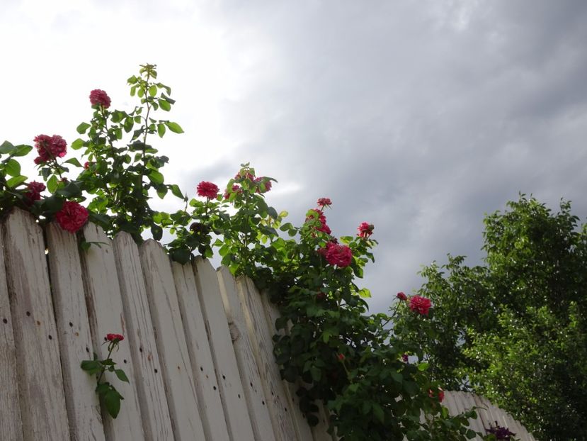 Ines Sastre 3 aug - URCATORI LA A DOUA INFLORIRE SI DUPA