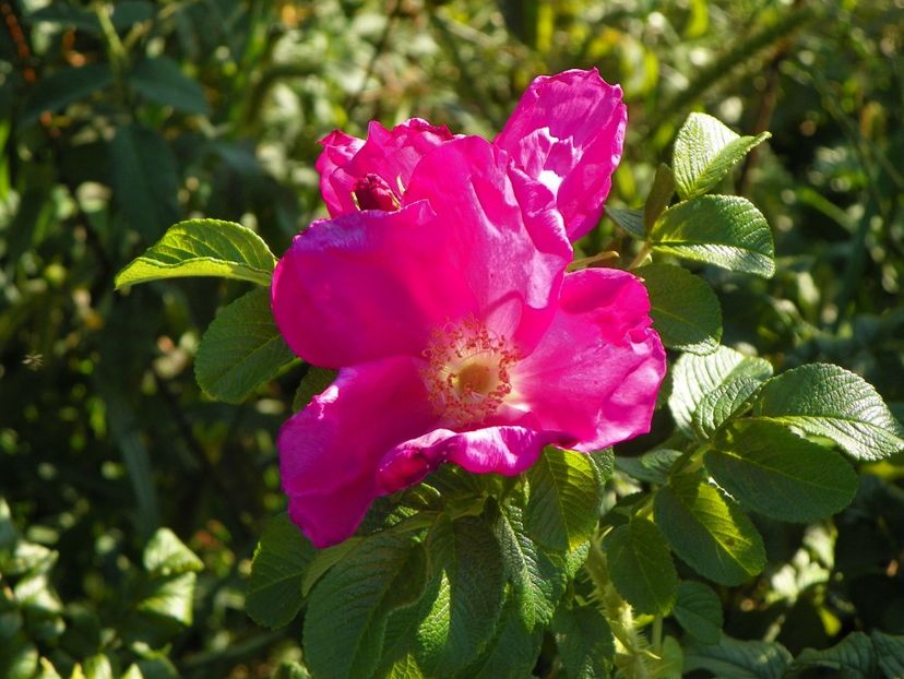 Rugosa Rubra - Trandafiri 2017 2