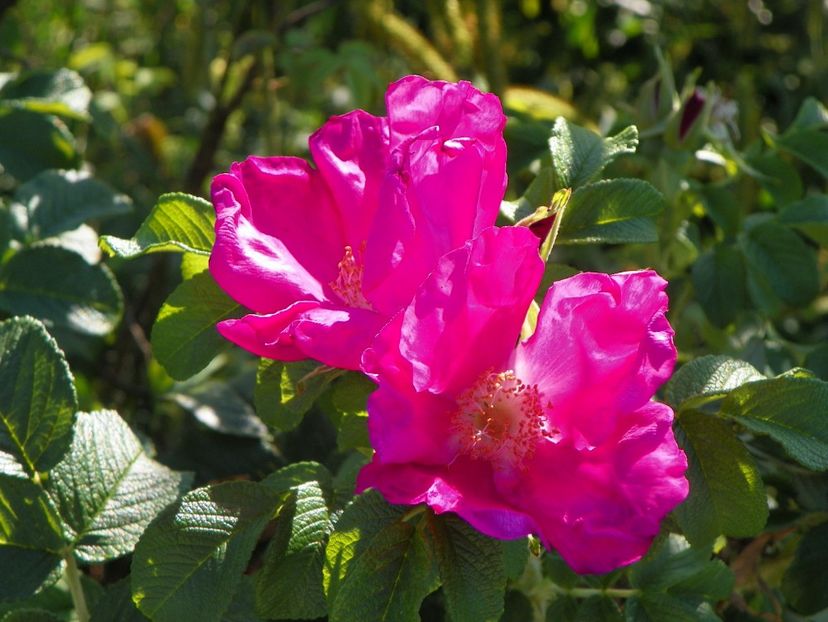 Rugosa Rubra - Trandafiri 2017 2