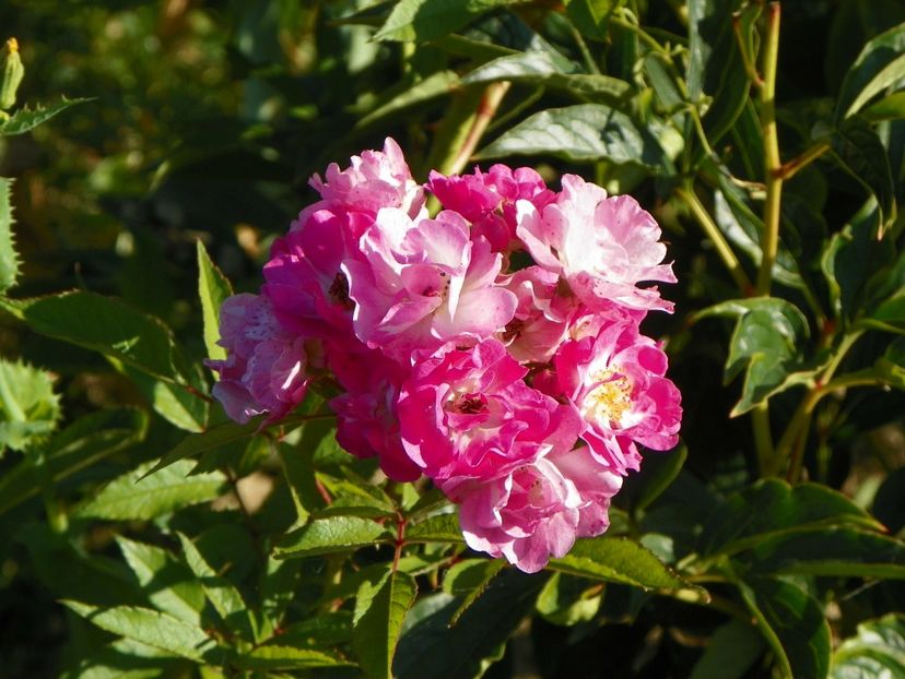 Robin Hood - Trandafiri 2017 2