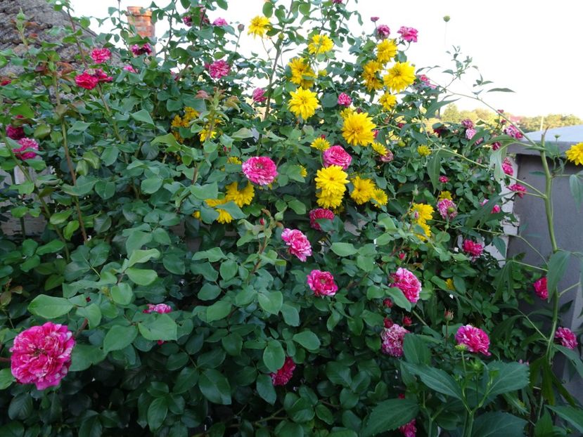 Ines Sastre 3 aug - URCATORI LA A DOUA INFLORIRE SI DUPA