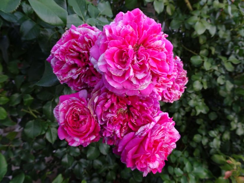 Ines Sastre 3 aug - URCATORI LA A DOUA INFLORIRE SI DUPA