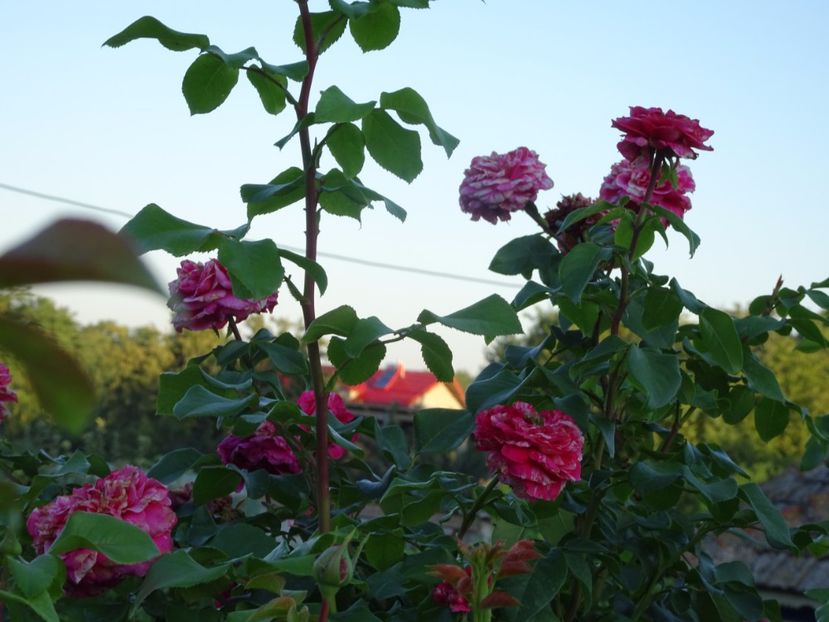 Ines Sastre 3 aug - URCATORI LA A DOUA INFLORIRE SI DUPA