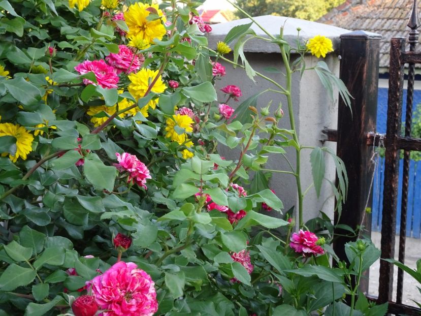 Ines Sastre 3 aug - URCATORI LA A DOUA INFLORIRE SI DUPA