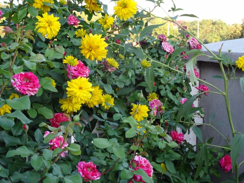 Ines Sastre 3 aug - URCATORI LA A DOUA INFLORIRE SI DUPA