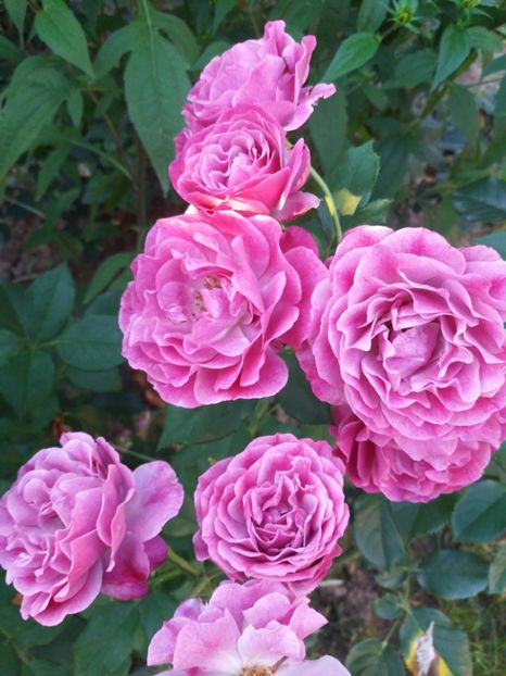  - Wild Blue Yonder Rose 1