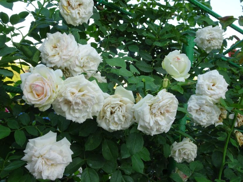 Palais Royale 3 aug - URCATORI LA A DOUA INFLORIRE SI DUPA