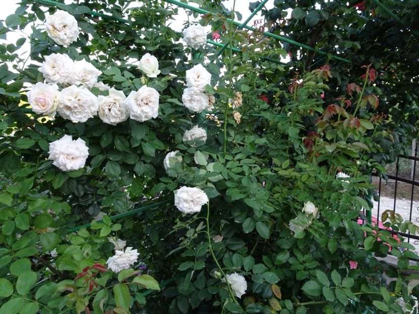 Palais Royale 3 aug - URCATORI LA A DOUA INFLORIRE SI DUPA