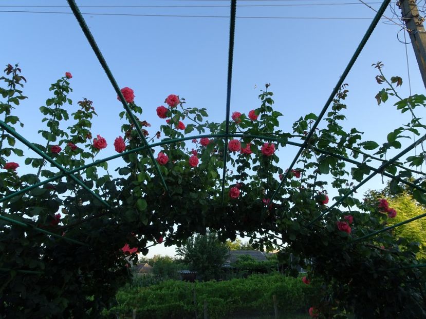 Dee Dee Bridgewater 3 aug - URCATORI LA A DOUA INFLORIRE SI DUPA