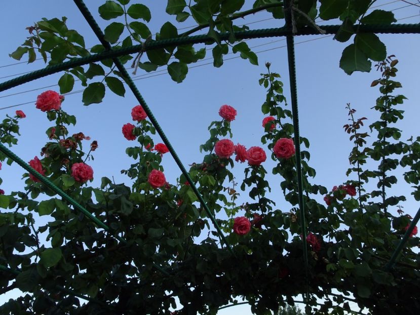 Dee Dee Bridgewater 3 aug - URCATORI LA A DOUA INFLORIRE SI DUPA