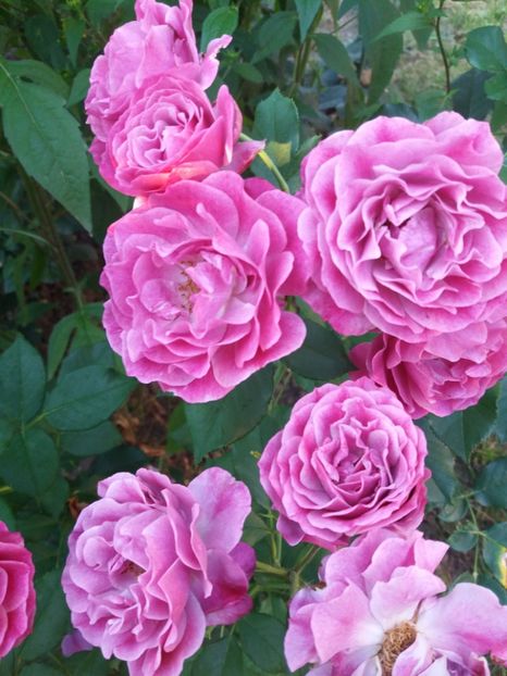  - Wild Blue Yonder Rose 1