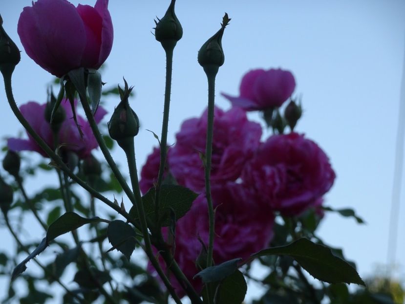 Parade 3 aug - URCATORI LA A DOUA INFLORIRE SI DUPA