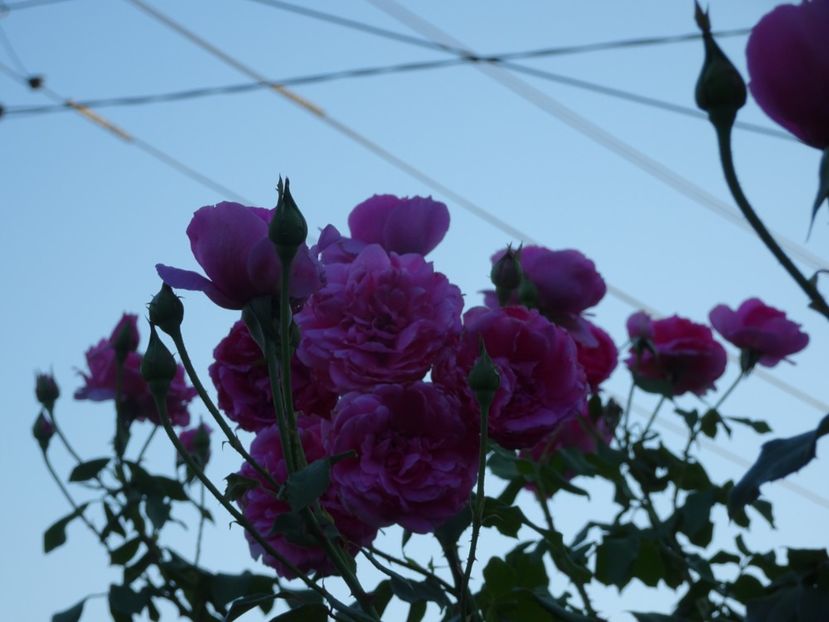 Parade 3 aug - URCATORI LA A DOUA INFLORIRE SI DUPA