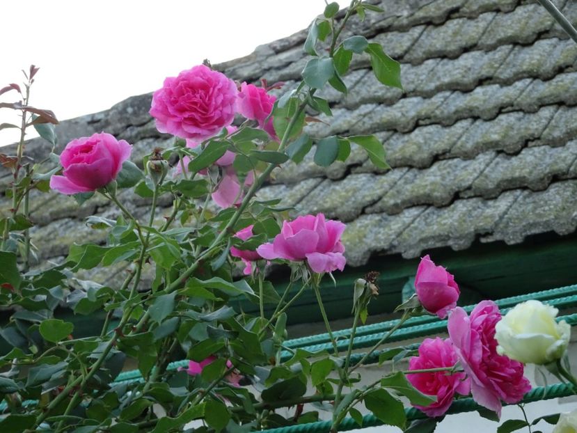 Parade 3 aug - URCATORI LA A DOUA INFLORIRE SI DUPA