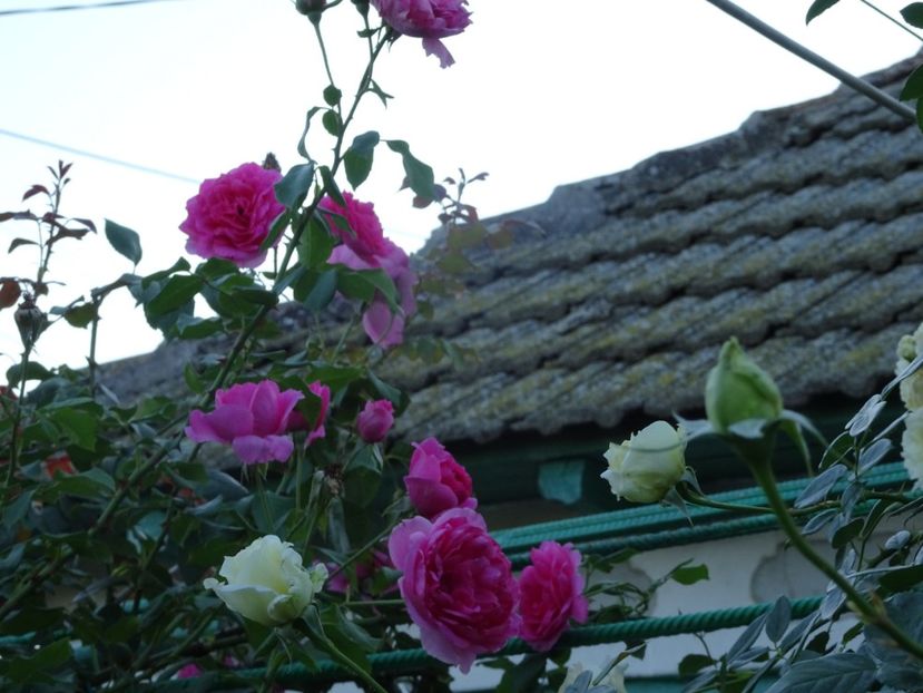 Parade 3 aug - URCATORI LA A DOUA INFLORIRE SI DUPA