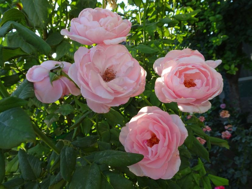 Nahema 3 aug - URCATORI LA A DOUA INFLORIRE SI DUPA