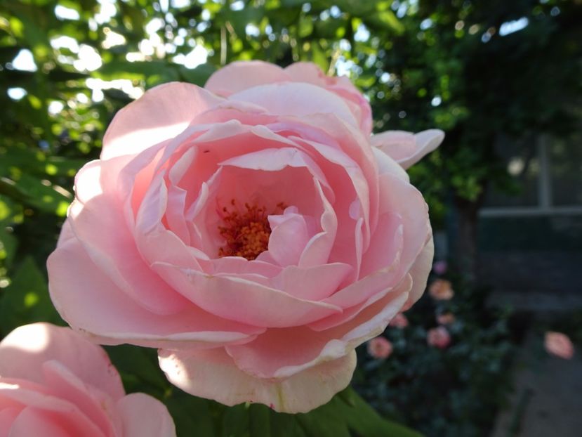 Nahema 3 aug - URCATORI LA A DOUA INFLORIRE SI DUPA