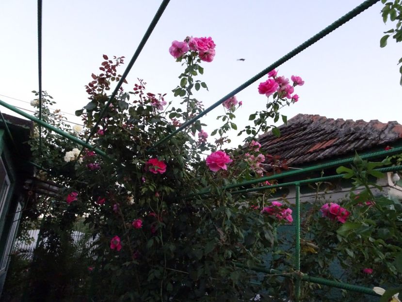 Parade 3 aug - URCATORI LA A DOUA INFLORIRE SI DUPA