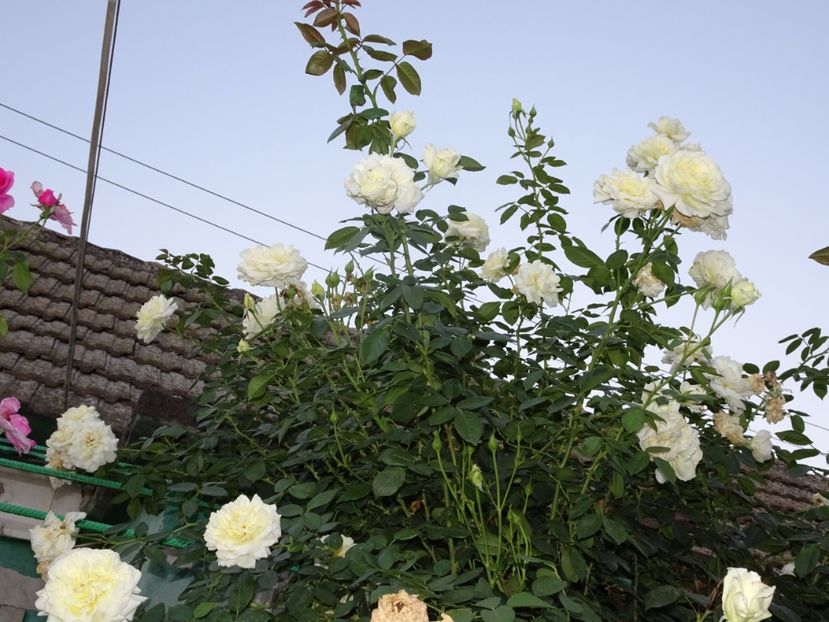 Elfe 3 aug - URCATORI LA A DOUA INFLORIRE SI DUPA