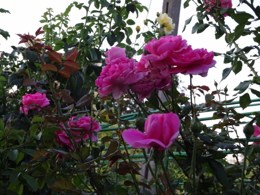 Parade 3 aug - URCATORI LA A DOUA INFLORIRE SI DUPA