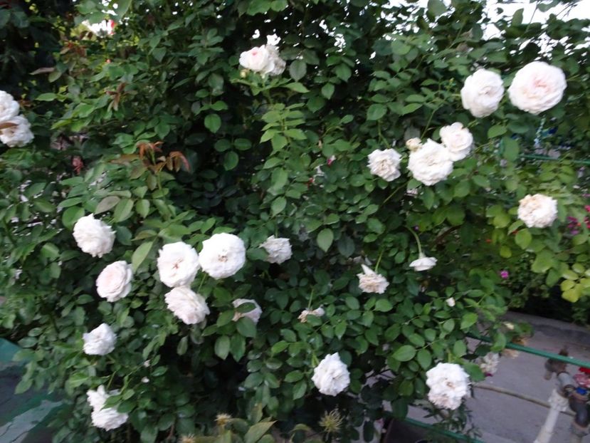 Palais Royale 3 aug - URCATORI LA A DOUA INFLORIRE SI DUPA