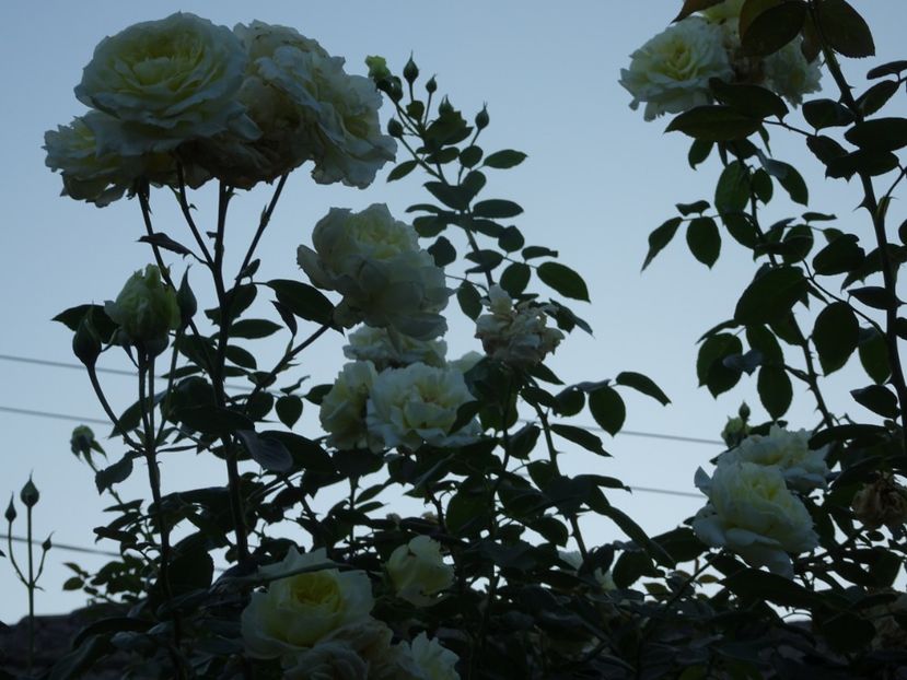 Elfe 3 aug - URCATORI LA A DOUA INFLORIRE SI DUPA