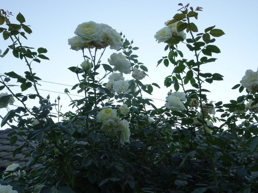 Elfe - URCATORI LA A DOUA INFLORIRE SI DUPA