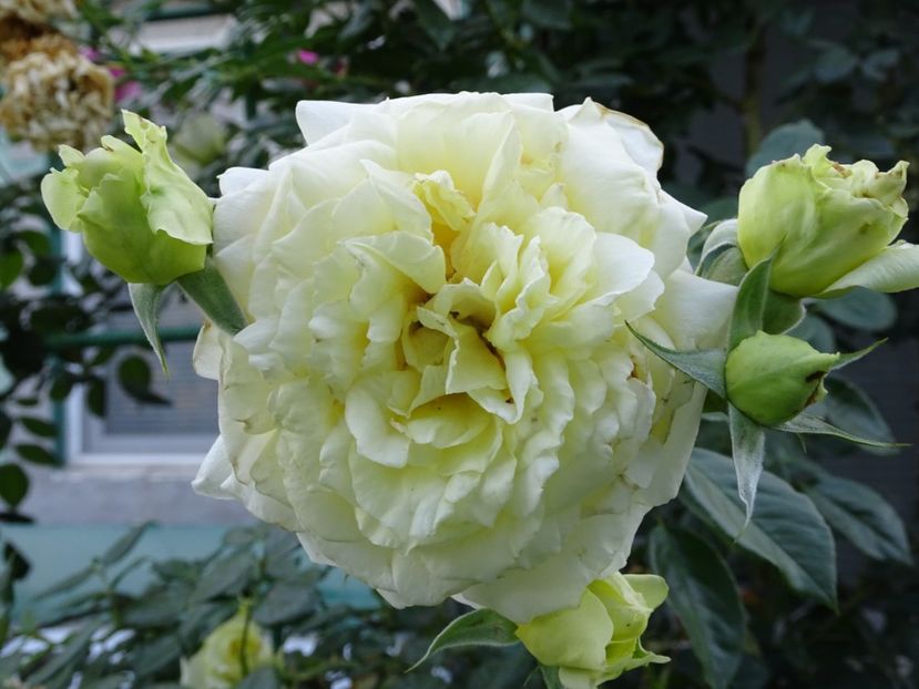 Elfe 3 aug - URCATORI LA A DOUA INFLORIRE SI DUPA