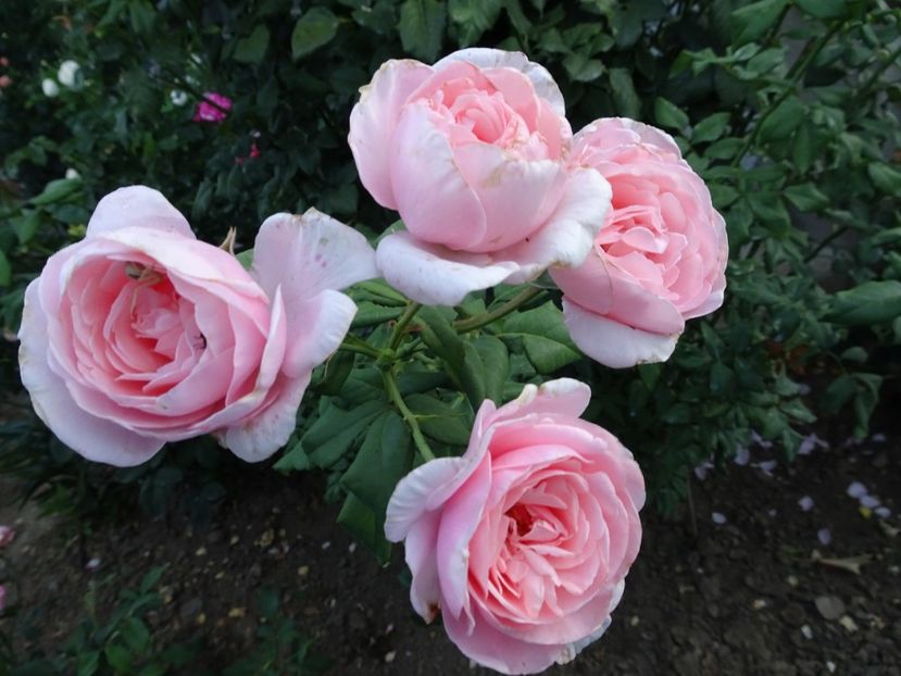 Nahema 3 aug - URCATORI LA A DOUA INFLORIRE SI DUPA