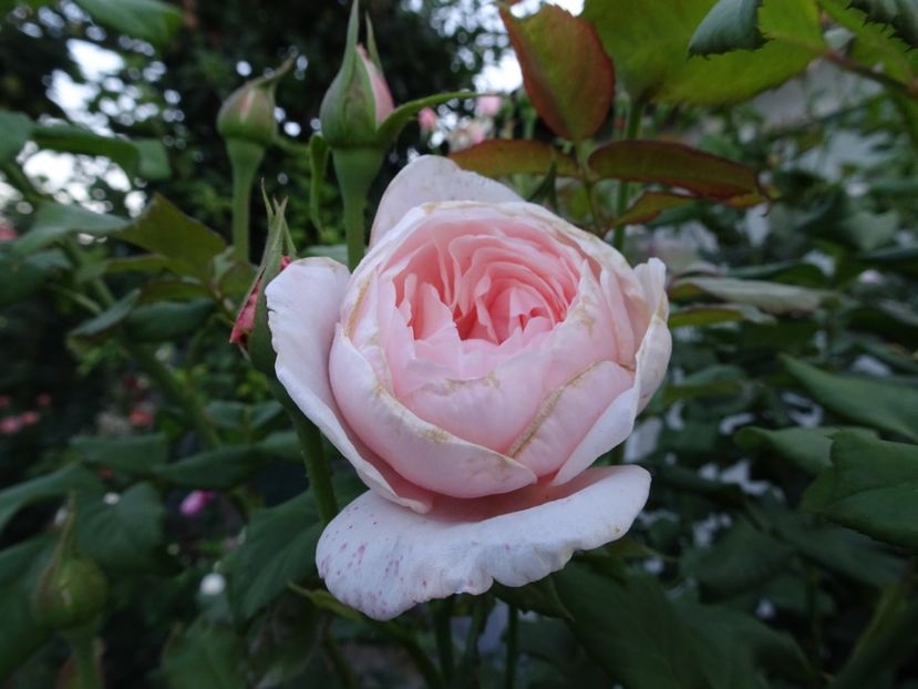 Nahema 3 aug - URCATORI LA A DOUA INFLORIRE SI DUPA