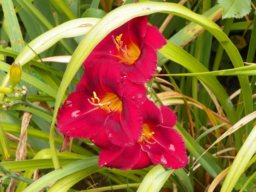 Siloam Showgirl - Hemerocallis 2017