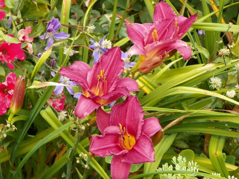 Chicago Royal Robe - Hemerocallis 2017