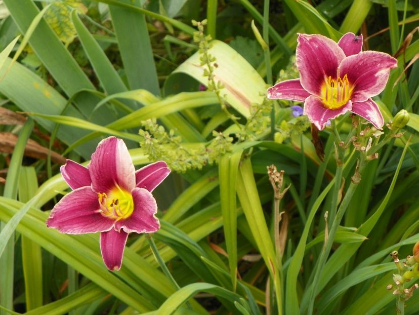 Little Missy - Hemerocallis 2017