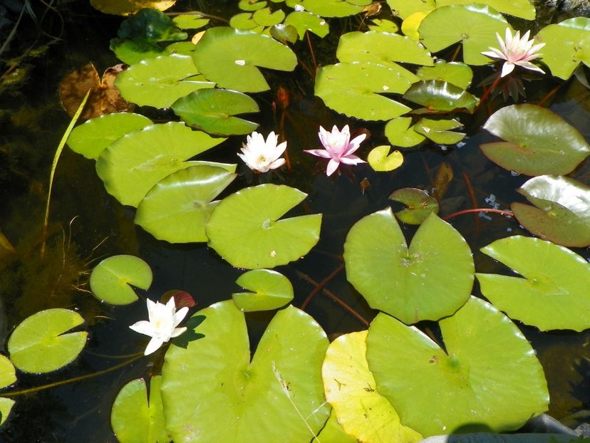 02 aug 001 - Vara 2017